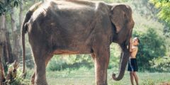 كم يبلغ وزن الفيل؟