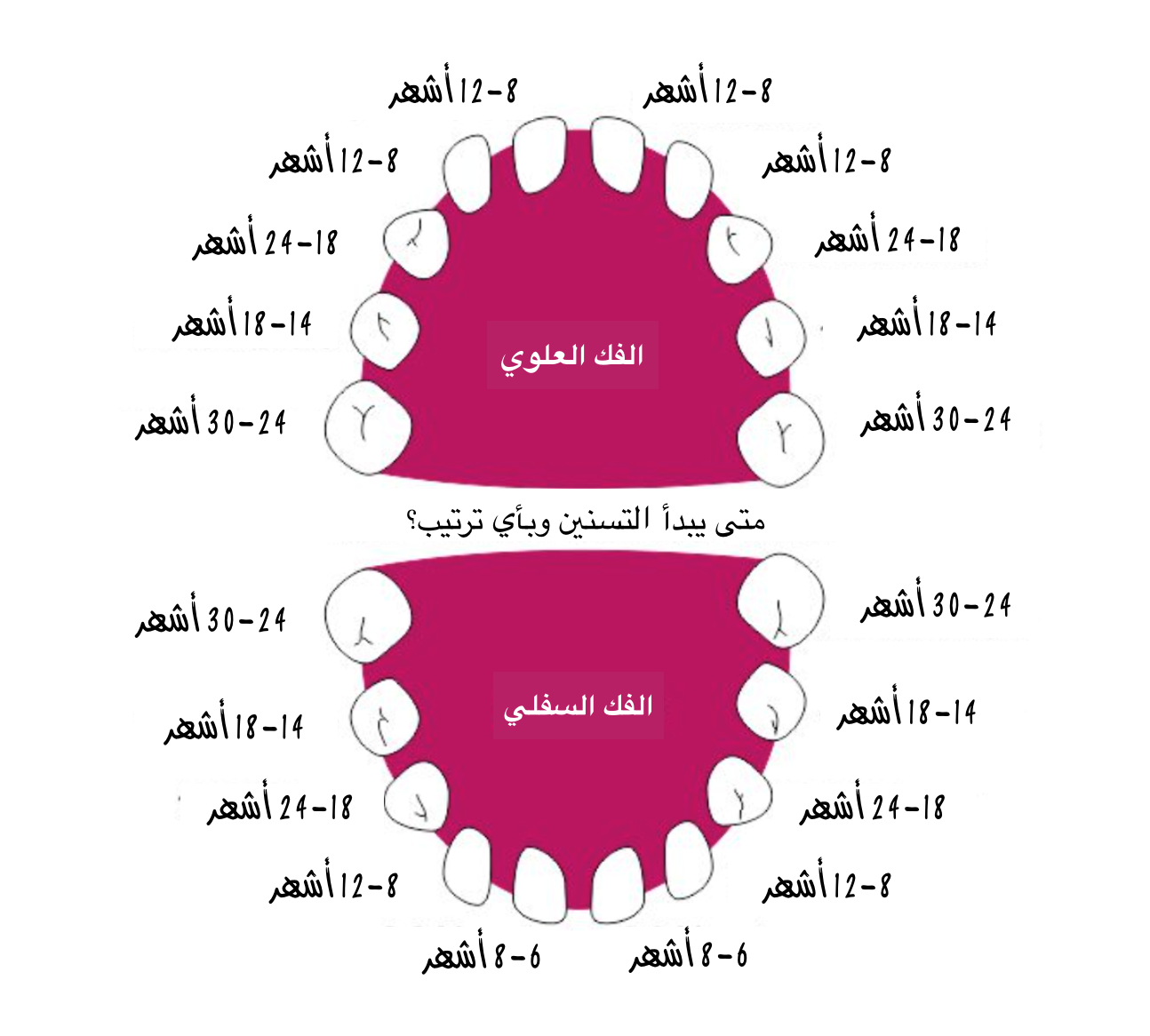 متى يبدأ التسنين وبأي ترتيب؟