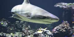 معلومات وحقائق عن سمك القرش