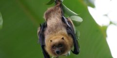 معلومات عن خفاش فاكهة النيل