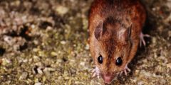 معلومات وحقائق عن الفأر
