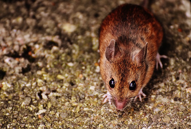 معلومات وحقائق عن الفأر