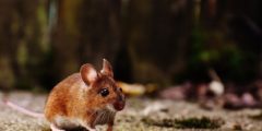 معلومات عن الفأر البني