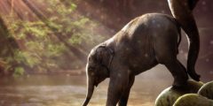 الفرق بين الفيل الآسيوي والفيل الإفريقي