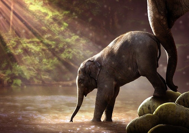 الفرق بين الفيل الآسيوي والفيل الإفريقي