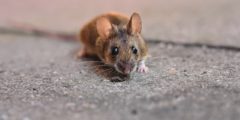 معلومات عن الفأر الشوكي
