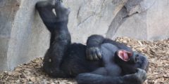 معلومات وحقائق عن الشمبانزي