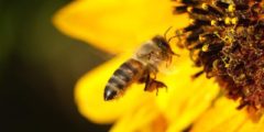معلومات وحقائق عن النحل