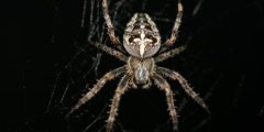 معلومات عن عنكبوت الحديقة الأوروبي