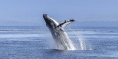 معلومات وحقائق عن الحوت الأزرق