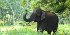 معلومات عن فيل الغابة