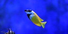معلومات وحقائق عن سمكة أرنب البحر